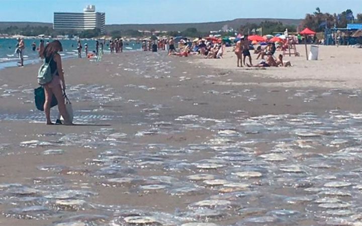 Por qué aparecen las medusas en  Puerto Madryn 