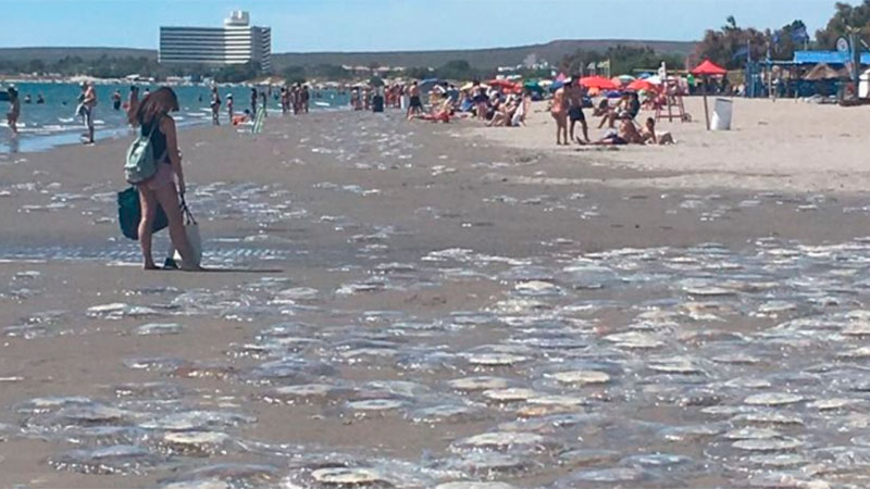 Por qué aparecen las medusas en  Puerto Madryn 