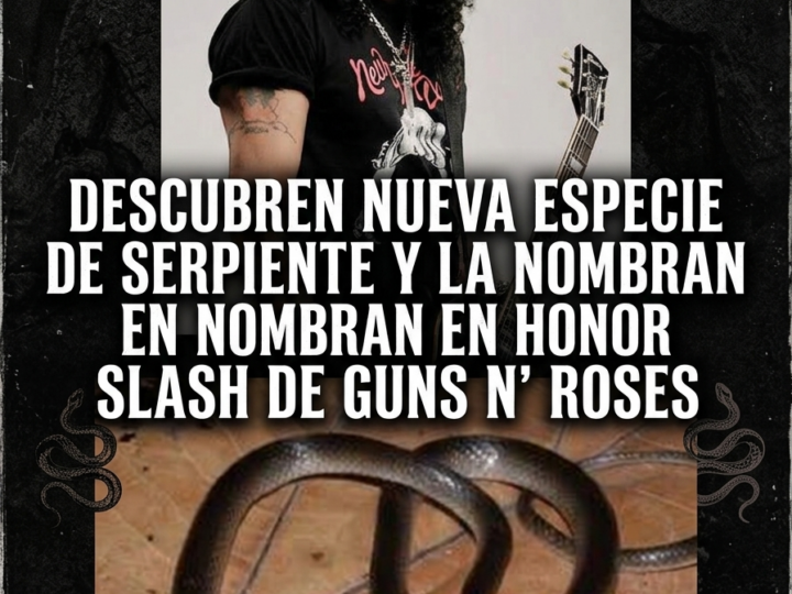 ð DE LAS SEIS CUERDAS A LA SELVA: UNA NUEVA SERPIENTE LLEVA EL NOMBRE DE SLASH
