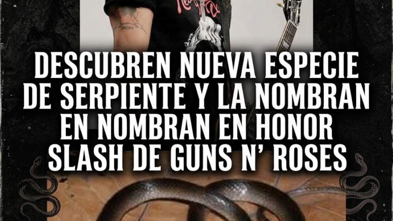 ð DE LAS SEIS CUERDAS A LA SELVA: UNA NUEVA SERPIENTE LLEVA EL NOMBRE DE SLASH