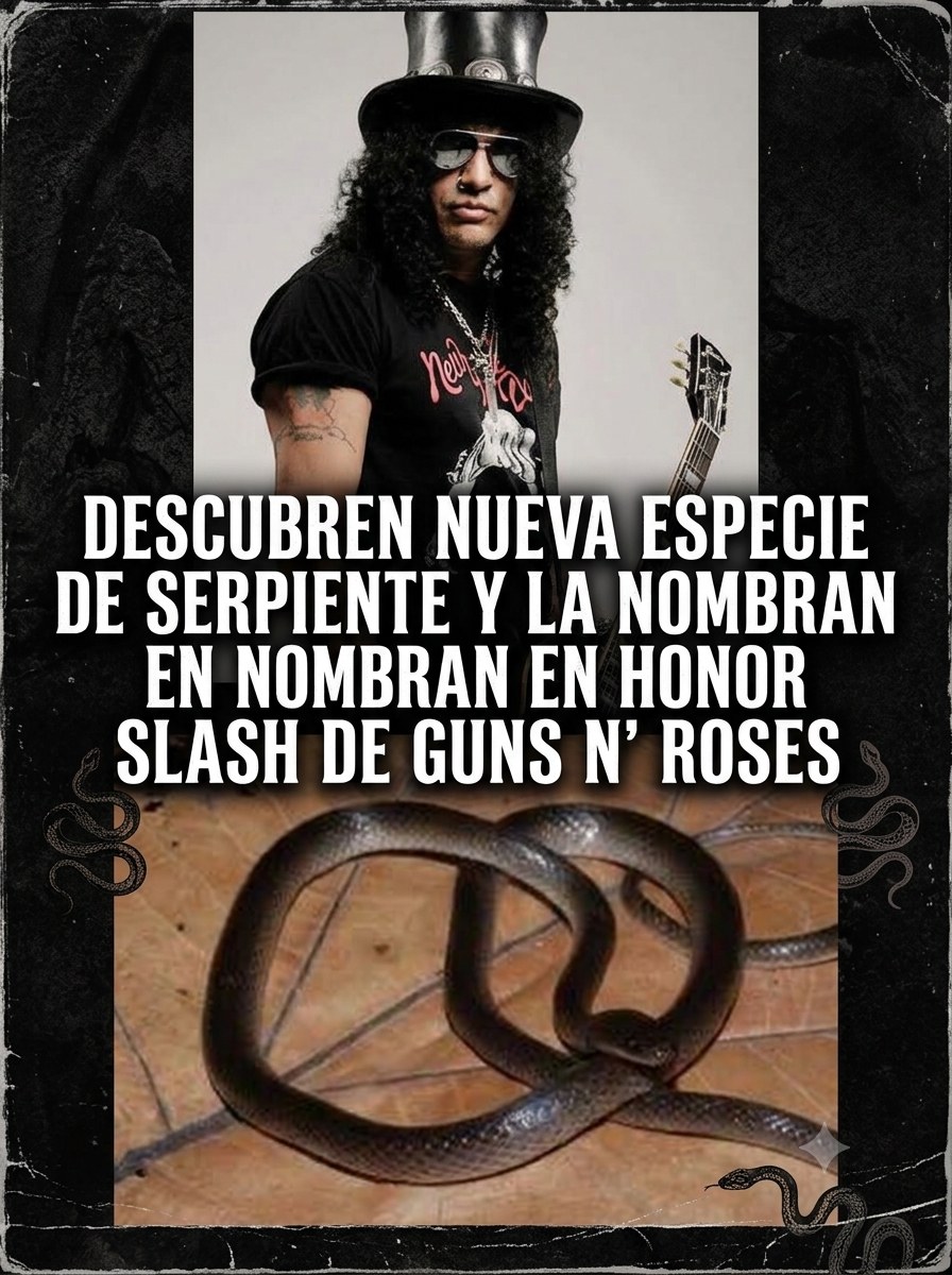 ð DE LAS SEIS CUERDAS A LA SELVA: UNA NUEVA SERPIENTE LLEVA EL NOMBRE DE SLASH